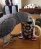 Top Quality Male And Female African Grey Speaking Parrots Available Fo