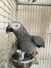 Male African Grey Parrot for adoption