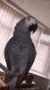 Cute african grey parrot for adoption