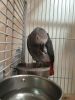Rehoming african grey parrot