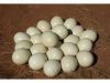 African grey parrots and parrot eggs for sale