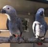 Amazing parrot for adoption