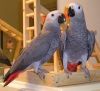 Congo African Gray/Hyacinth Macaw Parrots for Sale