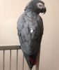 African Grey For Sale - With Cage