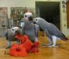 Cute african grey parrot available