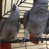 African Grey Parrots For Sale, Macaws, Cockatoo, Indian Ringnecks, Egg