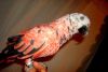 beautiful red african grey parrot
