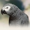 African Grey Parrot - Beautiful Female Timneh