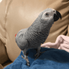African Grey Parrot For A Loving Home.