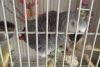 Cute African Grey Parrot for sale