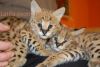 Domestic serval kittens for sale!!