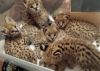 Serval kittens