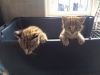 Male and female African Servals for sale