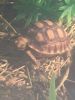 Sulcatas tortoises looking for homes