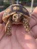 African Spurred Sulcata Hatchling Baby Tortoise