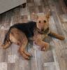 Free 3 yr old female Airedale