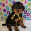Akc Airedale Terrier Puppies for sale