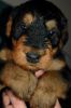 Beautiful Airedale Terrier Puppys
