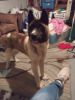 6 month old American Akita puppy