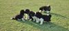 Want to sale kci registered Akita puppies