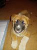 I have one male Akita puppy left