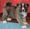 julie akita puppies for sale