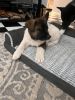 Akita /German shepherd puppies for sale
