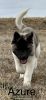American Akita, CKC registered. Ready to Go!