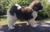 Akita pups for sale to good homes