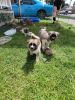 Grand Champion Akita puppies