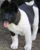 Brave Akita Puppies Available.