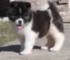 Lovely Akita Puppies for sale