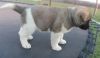 Quality Registered Akita Puppies For Sale