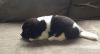Gorgeous Akita pups available