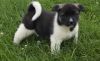 Ijyhhgh Akita Puppies For Sale