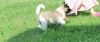 Ghfgb Akita Puppies For Sale