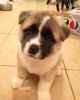Adorable Akita Puppies available rehoming.