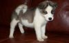 Adorable Akita puppies for free