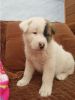Magnificient Akita Puppies for adoption