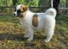 Akita Puppies Available For Sale Now