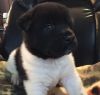 Akita babies now available