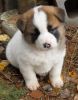 Smart Akita Puppies For Sale