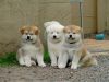Akitas Puppies: Two males one female