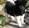 Aakita Puppies For Sale