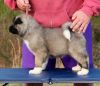 Dazzel Akita puppies for sale