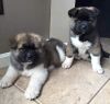 Dave Akc Male And Female Akita Puppies For Sale