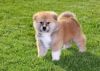 Sweet Akita Puppies Available For Good Homes