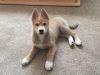 A Lovely Little Boy Akita X Huskie Puppy