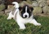Cute and adorable Akita puppies for adoption