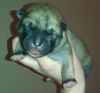 beautiful akita puppies for sale